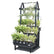 Live Goods Merchandising